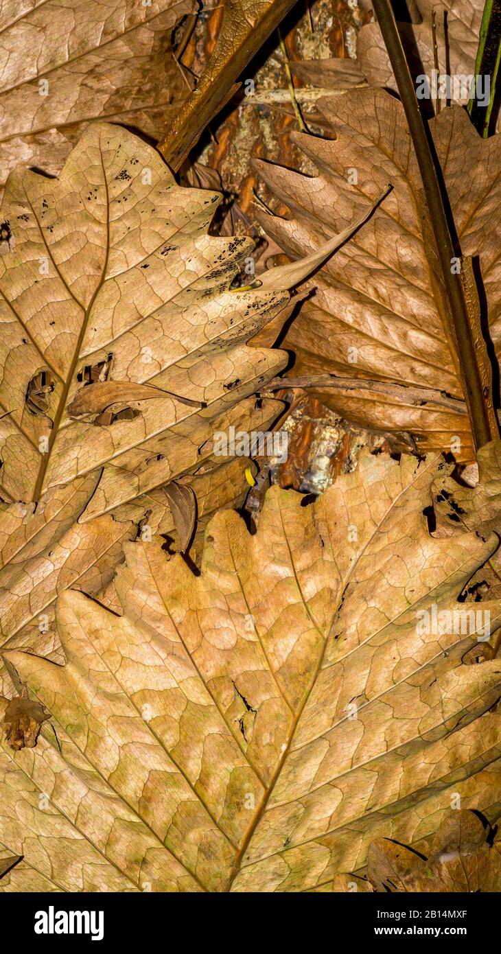 Brown and dry fern leaves Stock Photo - Alamy