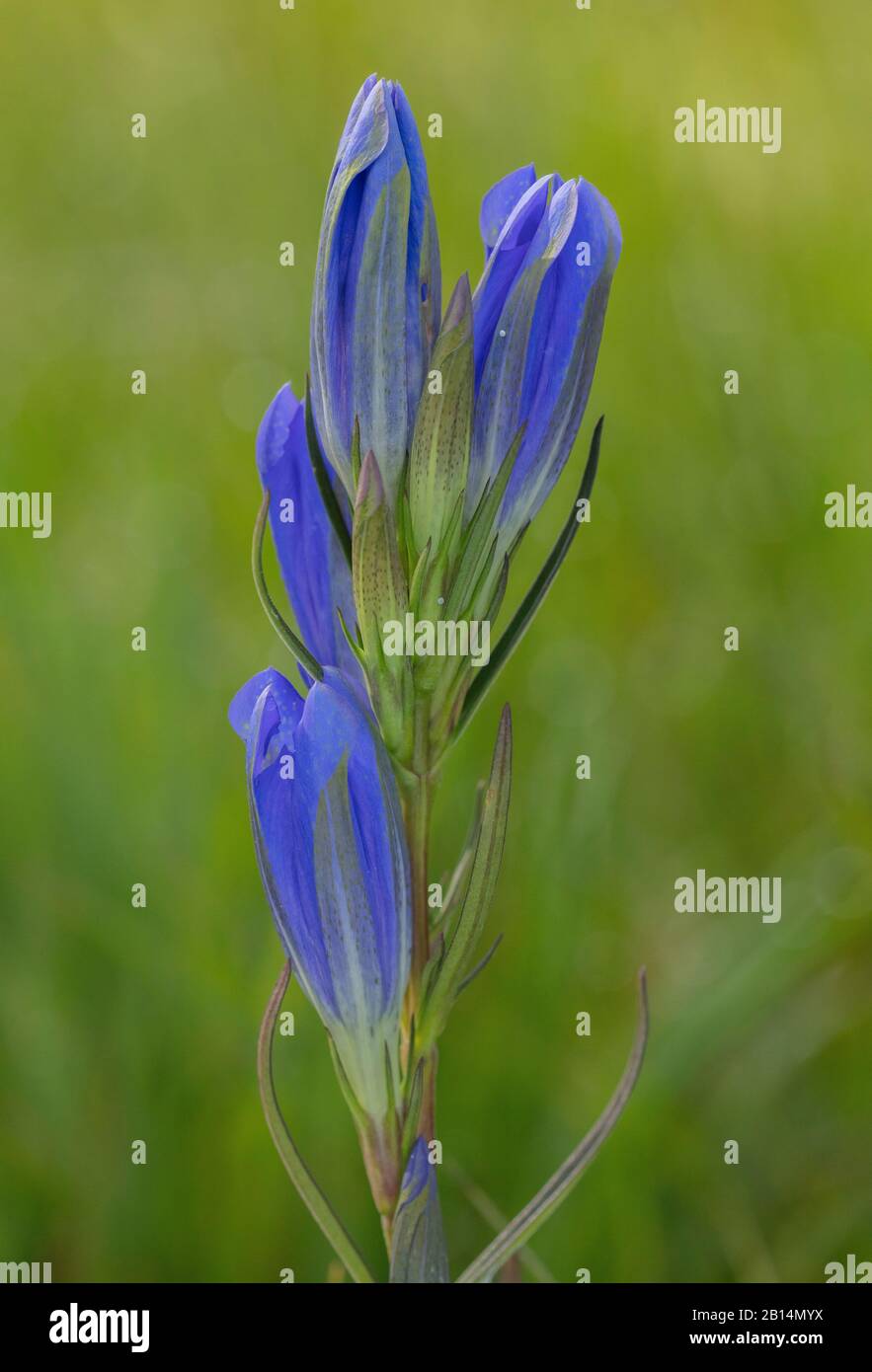 Marsh Gentian, Gentiana pneumonanthe, in flower on wet heathland. Autumn. With eggs of the Alcon blue butterfly, Cherbourg. Stock Photo