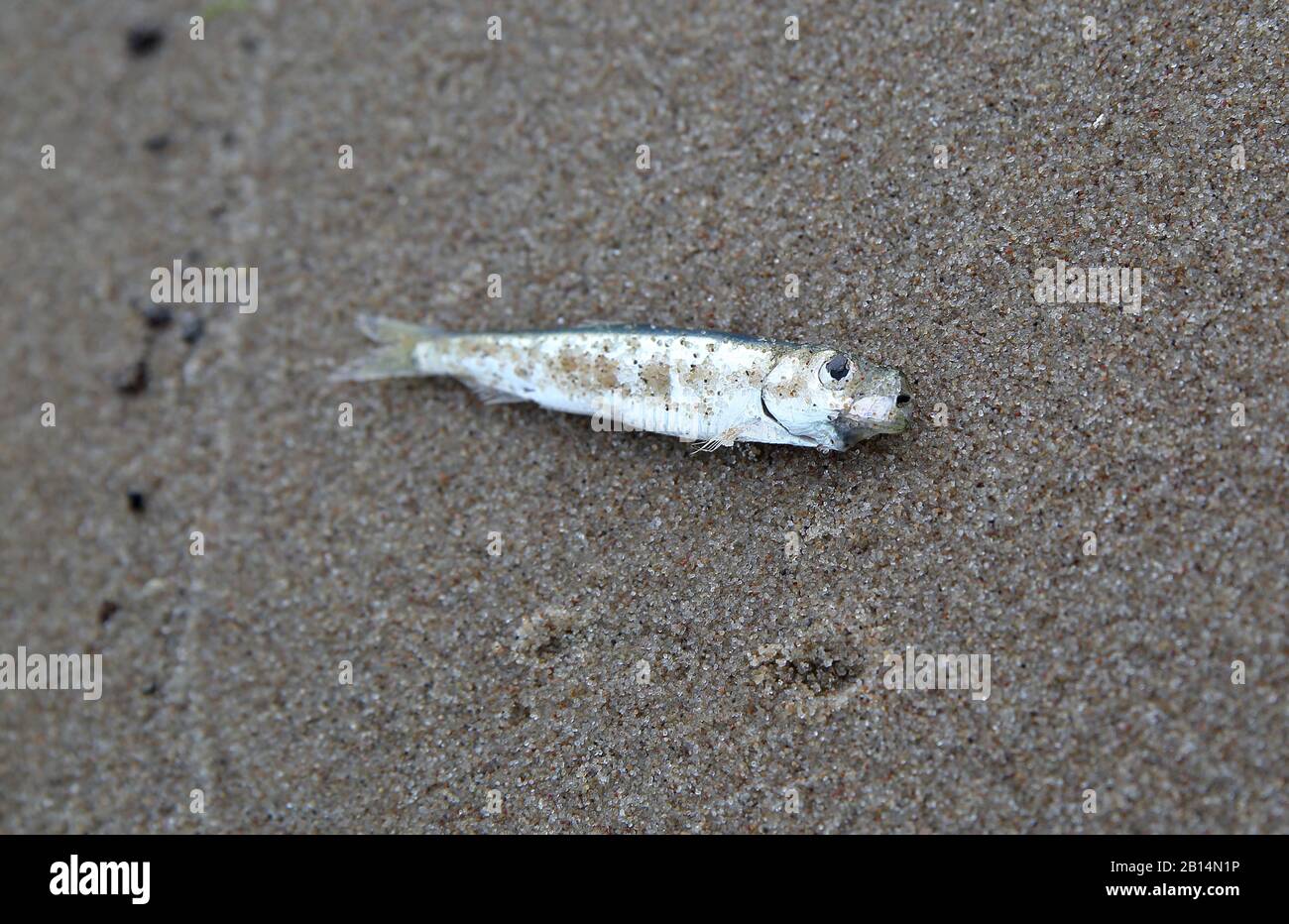Death small siler fish lies down on sandy beach close up macro. Stock Photo