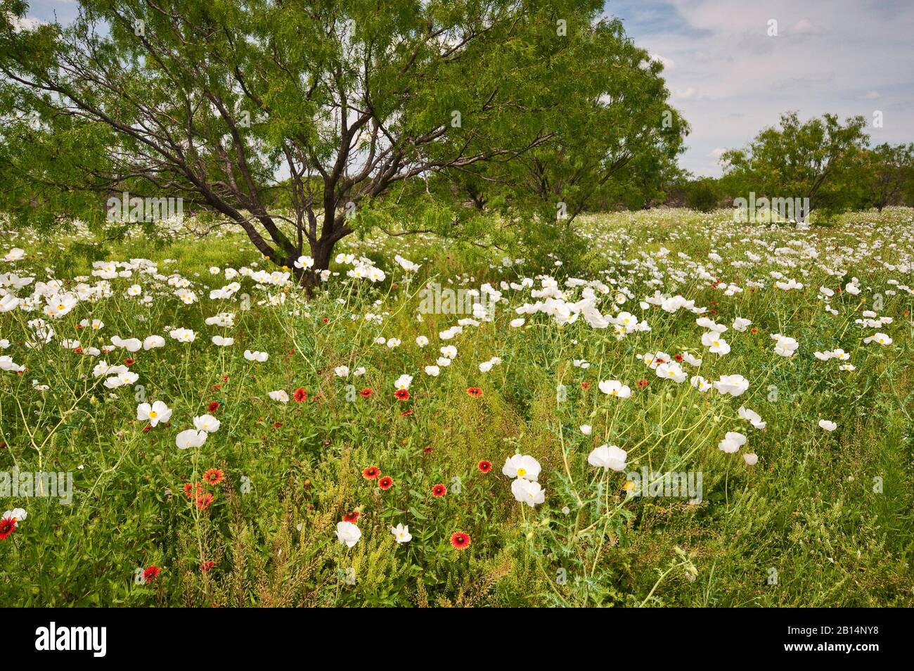 White prickly poppies and firewheel blanketflowers in springtime at Willow City Loop in Hill Country near Fredericksburg, Texas, USA Stock Photo