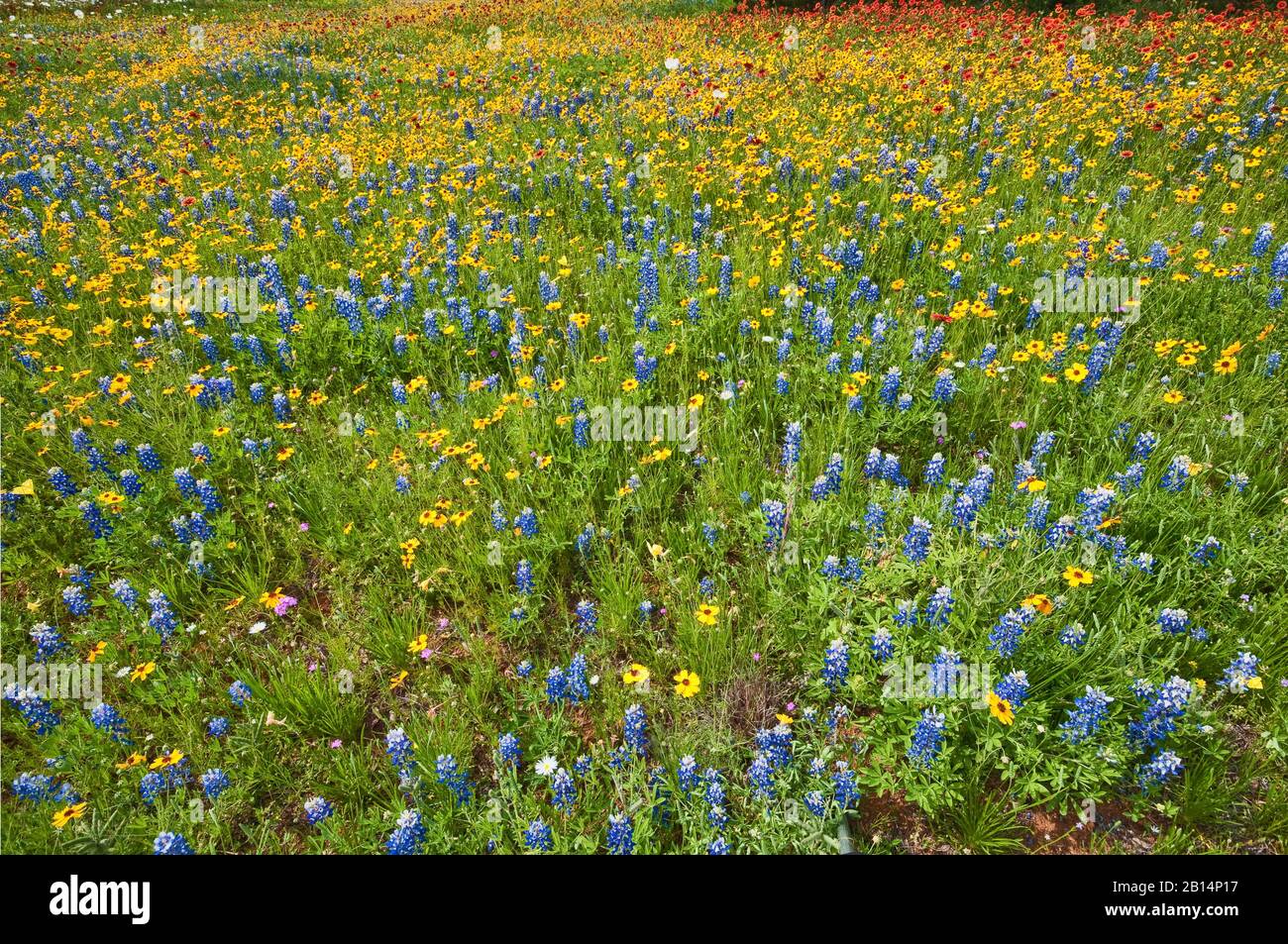 Wildflowers in springtime at Willow City Loop in Hill Country near Fredericksburg, Texas, USA Stock Photo