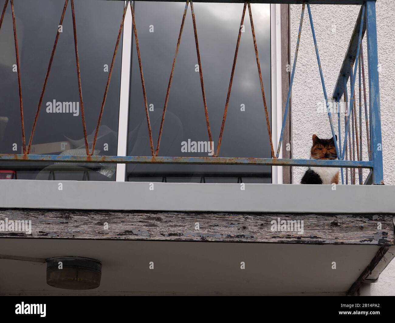 cat on balcony Stock Photo Alamy
