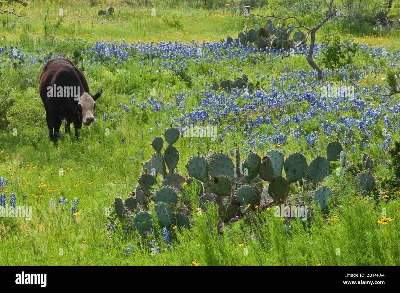 Cattle in field of blooming bluebonnets, prickly pear cactus, Willow City Loop in Hill Country near Fredericksburg, Texas, USA Stock Photo