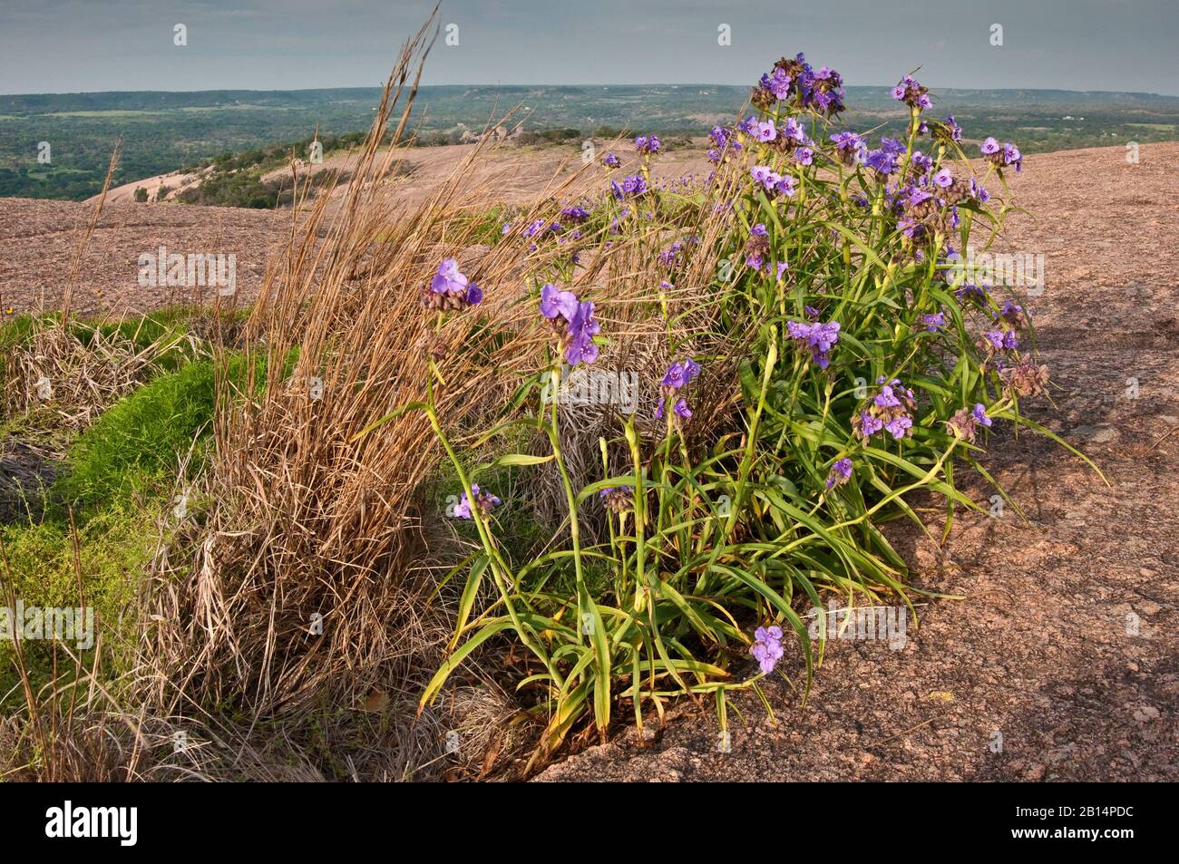 Spiderwort flowers blooming in springtime at vernal pool at main dome in Enchanted Rock State Natural Area in Hill Country near Fredericksburg, Texas Stock Photo