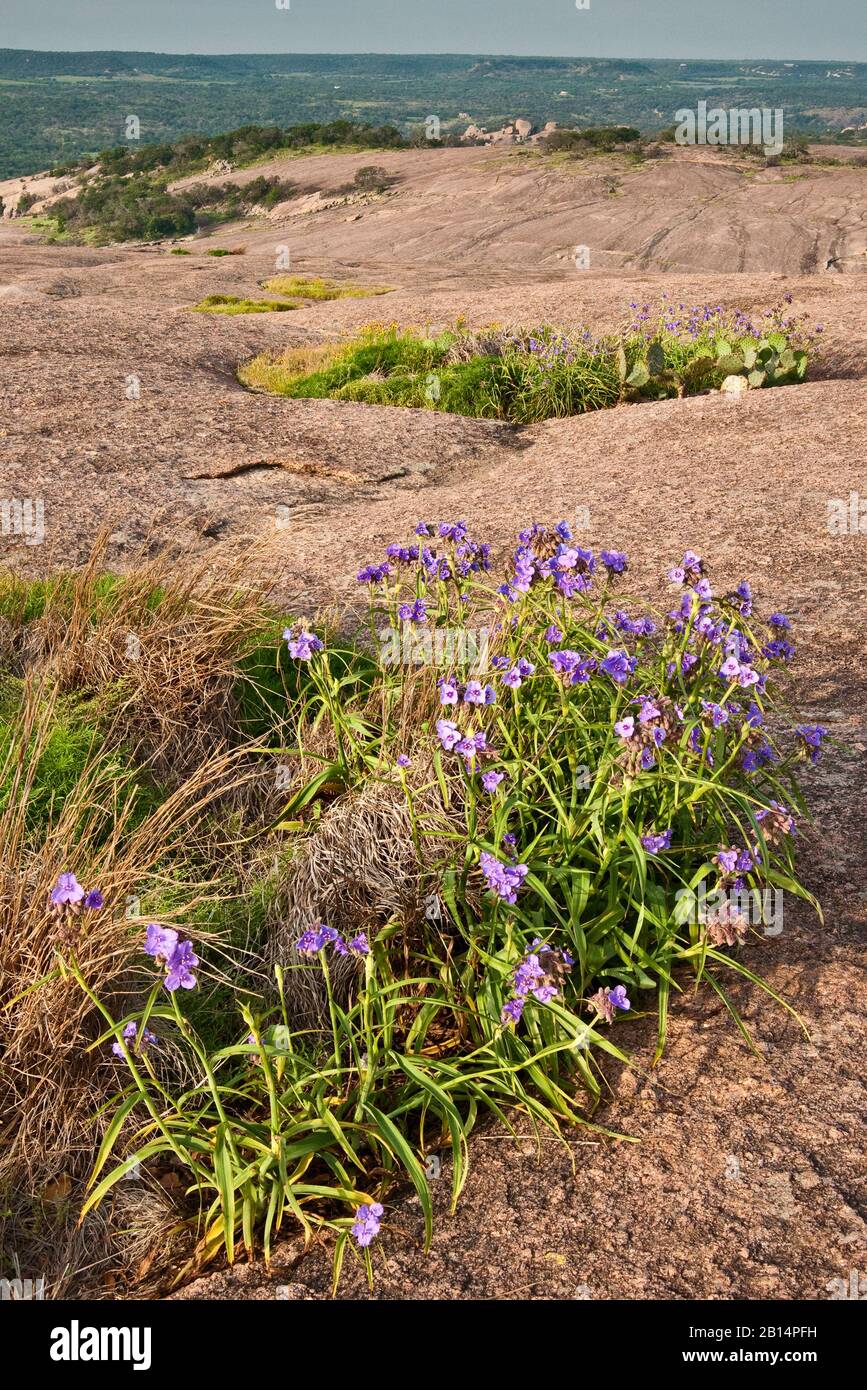 Spiderwort flowers blooming in springtime at vernal pool at main dome in Enchanted Rock State Natural Area in Hill Country near Fredericksburg, Texas, Stock Photo
