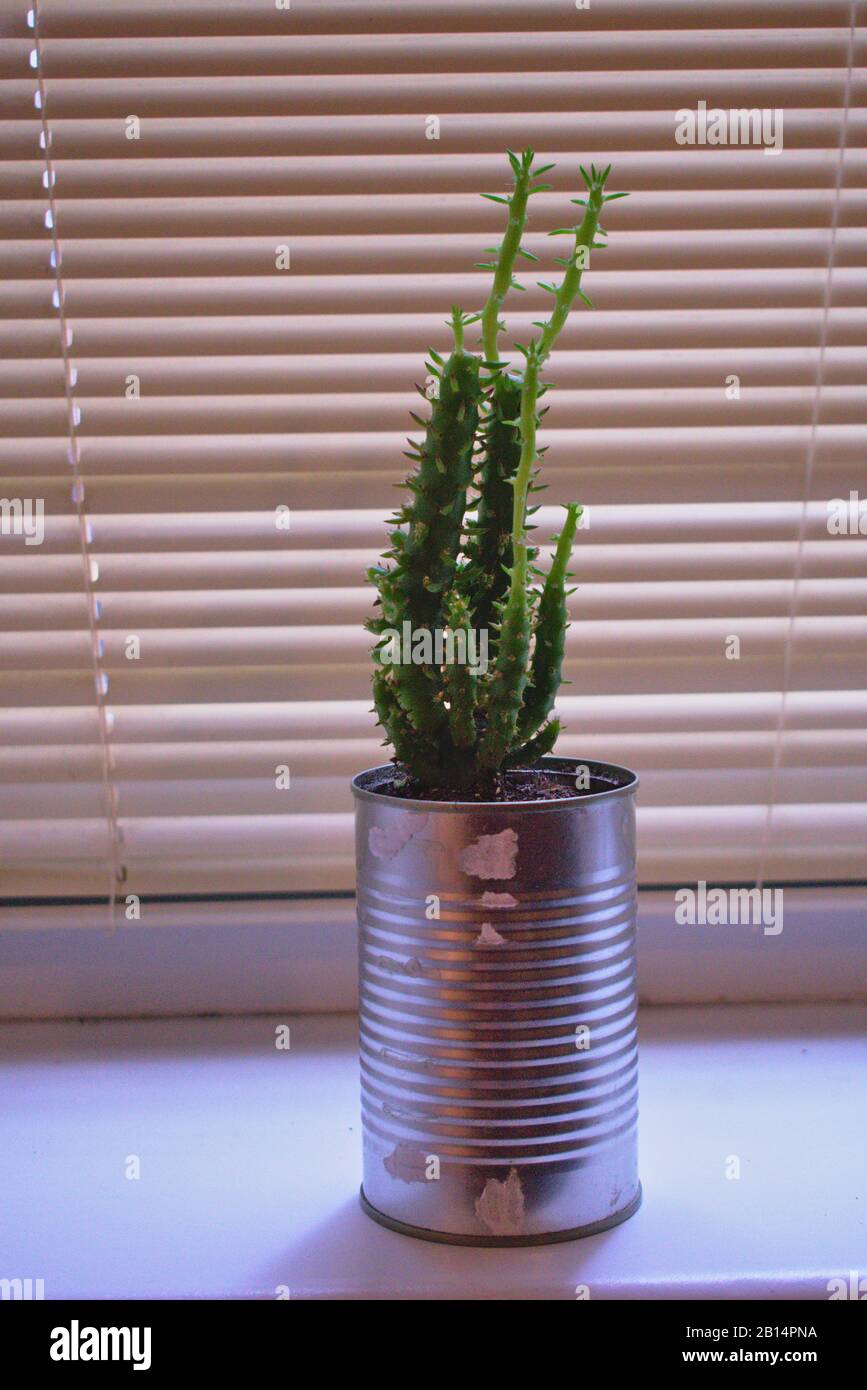 Eves pin cactus growing in tin can recycle in windowsill in Berlin Stock Photo