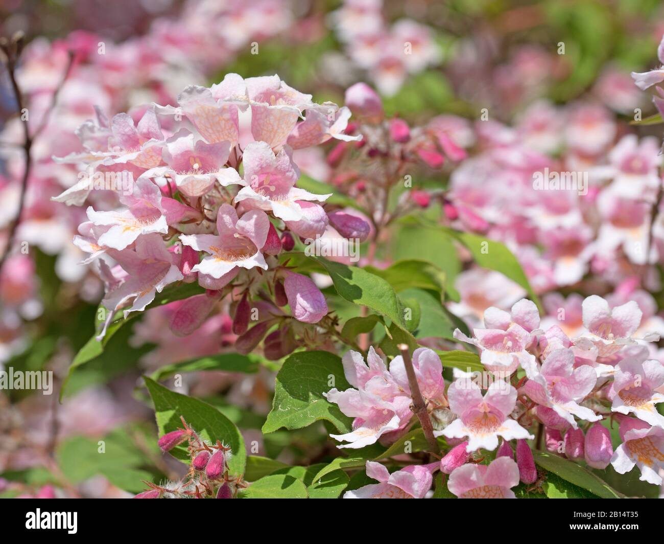 Blossoming weigela in spring Stock Photo