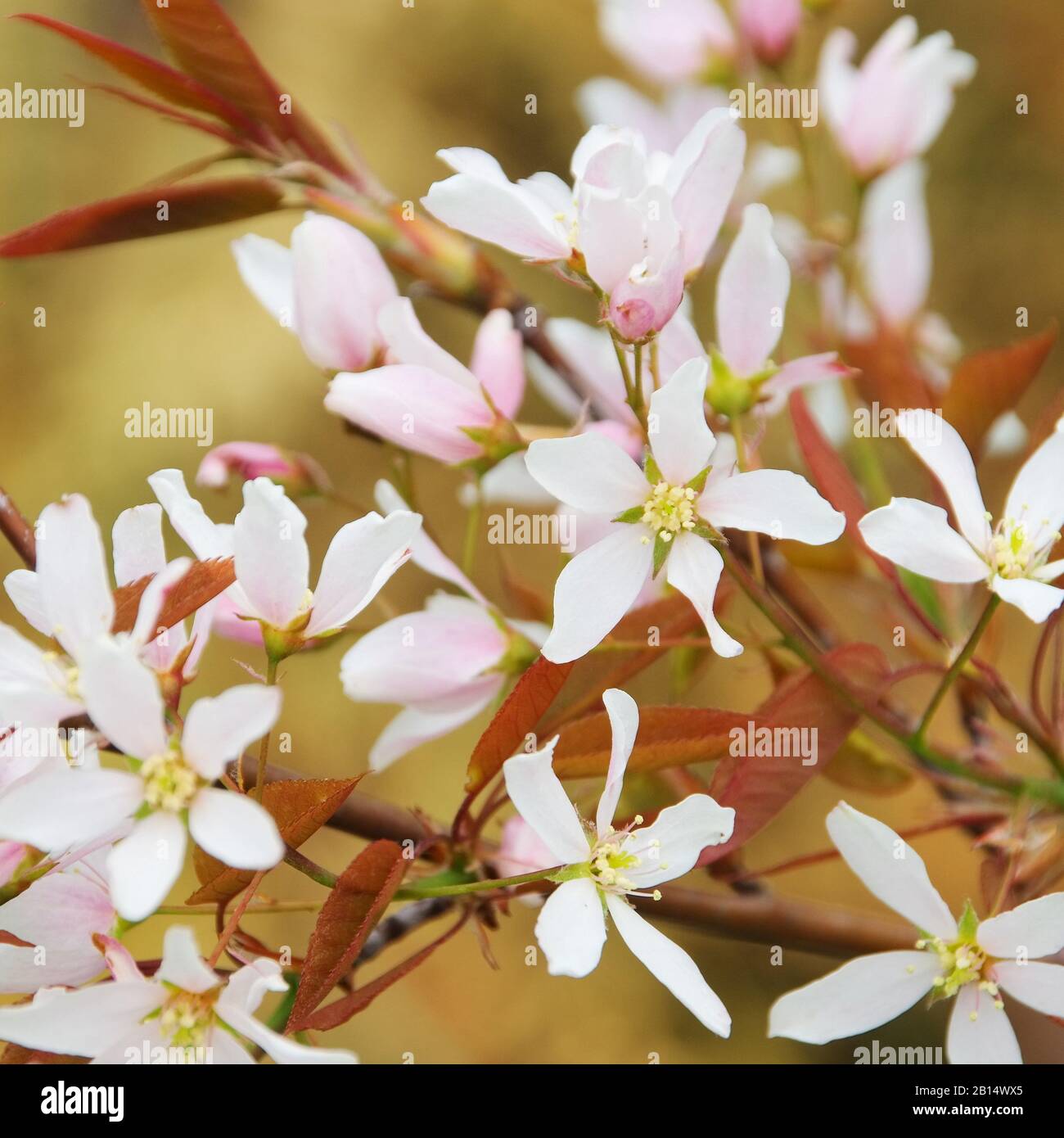 Kupferfelsenbirne Bluete - juneberry flower 02 Stock Photo