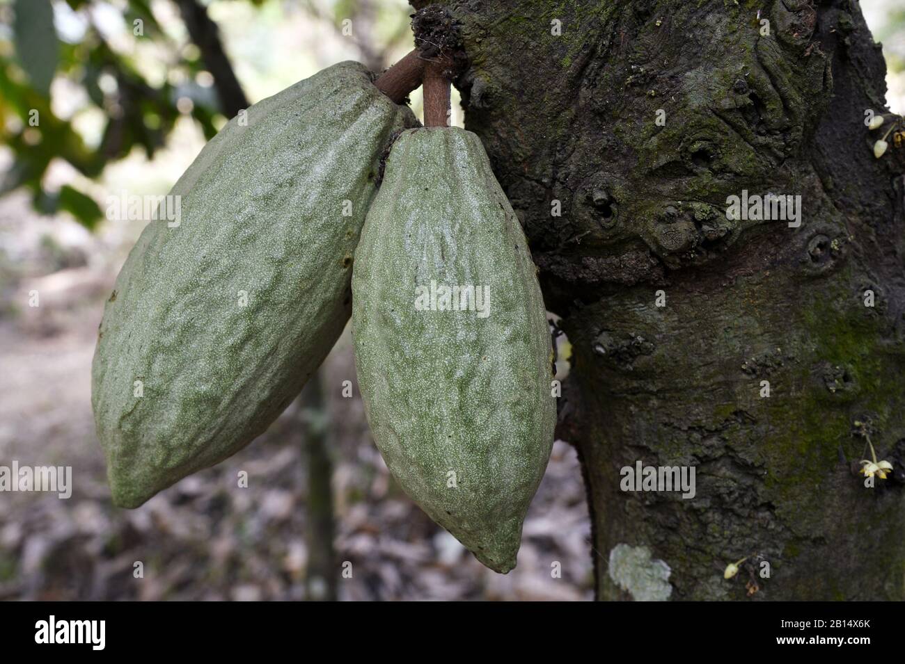 Cocoa pod Cocoa farm Togo West Africa Stock Photo Alamy