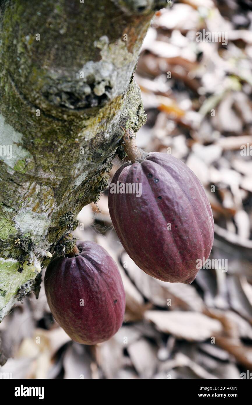 Cocoa farm hires stock photography and images Alamy