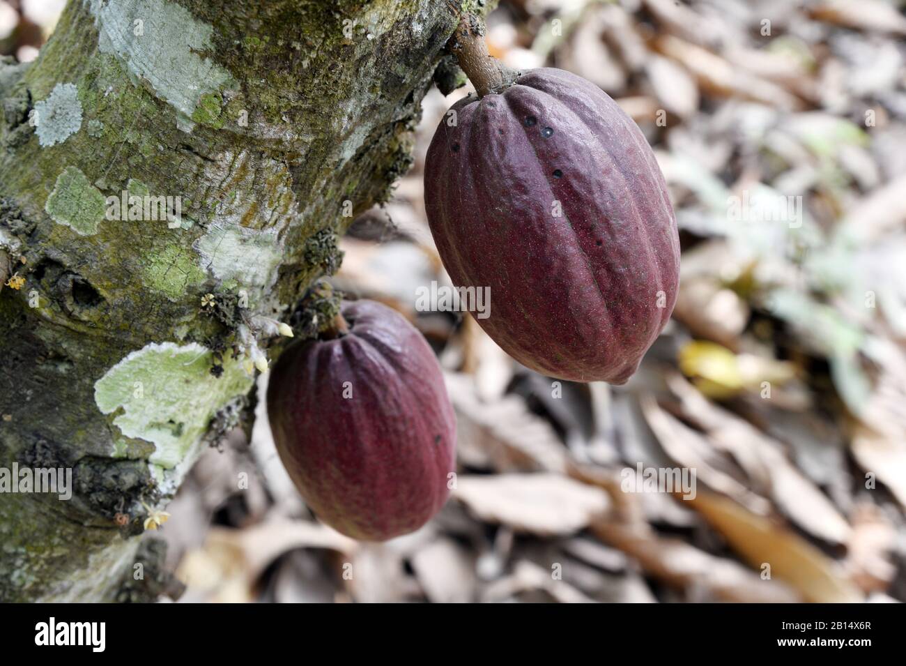 Cocoa pod Cocoa farm Togo West Africa Stock Photo Alamy