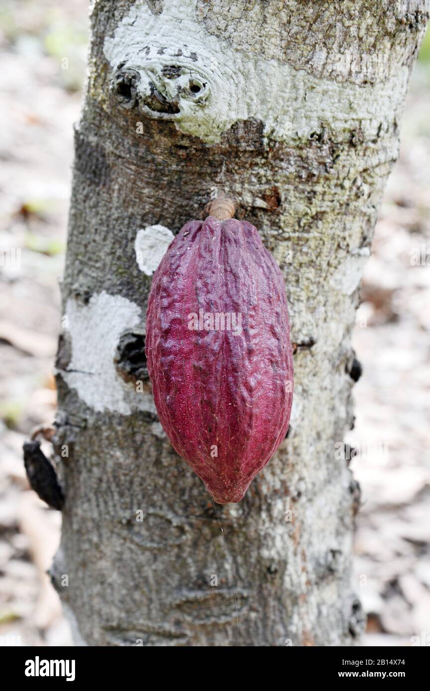 Cocoa pod Cocoa farm Togo West Africa Stock Photo Alamy