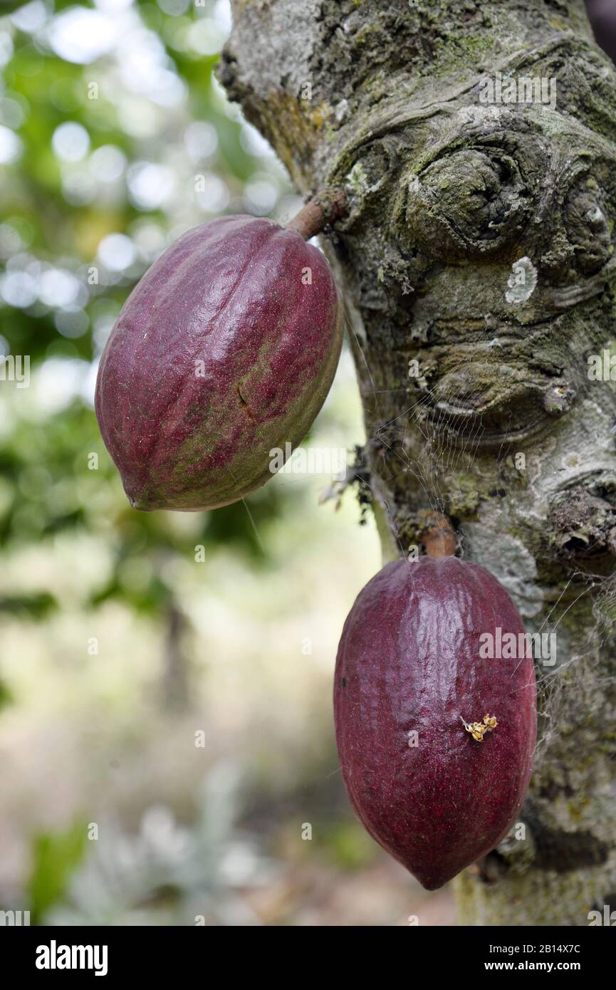Cocoa pod Cocoa farm Togo West Africa Stock Photo Alamy