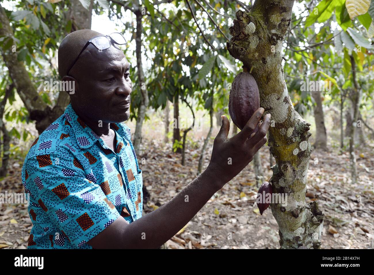 Cocoa pod Cocoa farm Togo West Africa Stock Photo Alamy