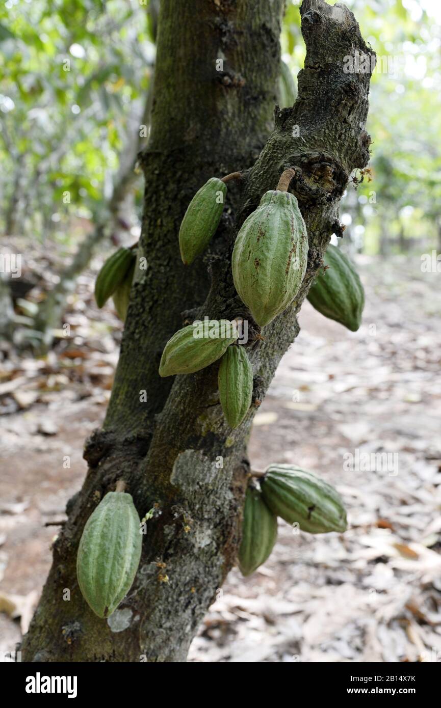 Cocoa pod Cocoa farm Togo West Africa Stock Photo Alamy