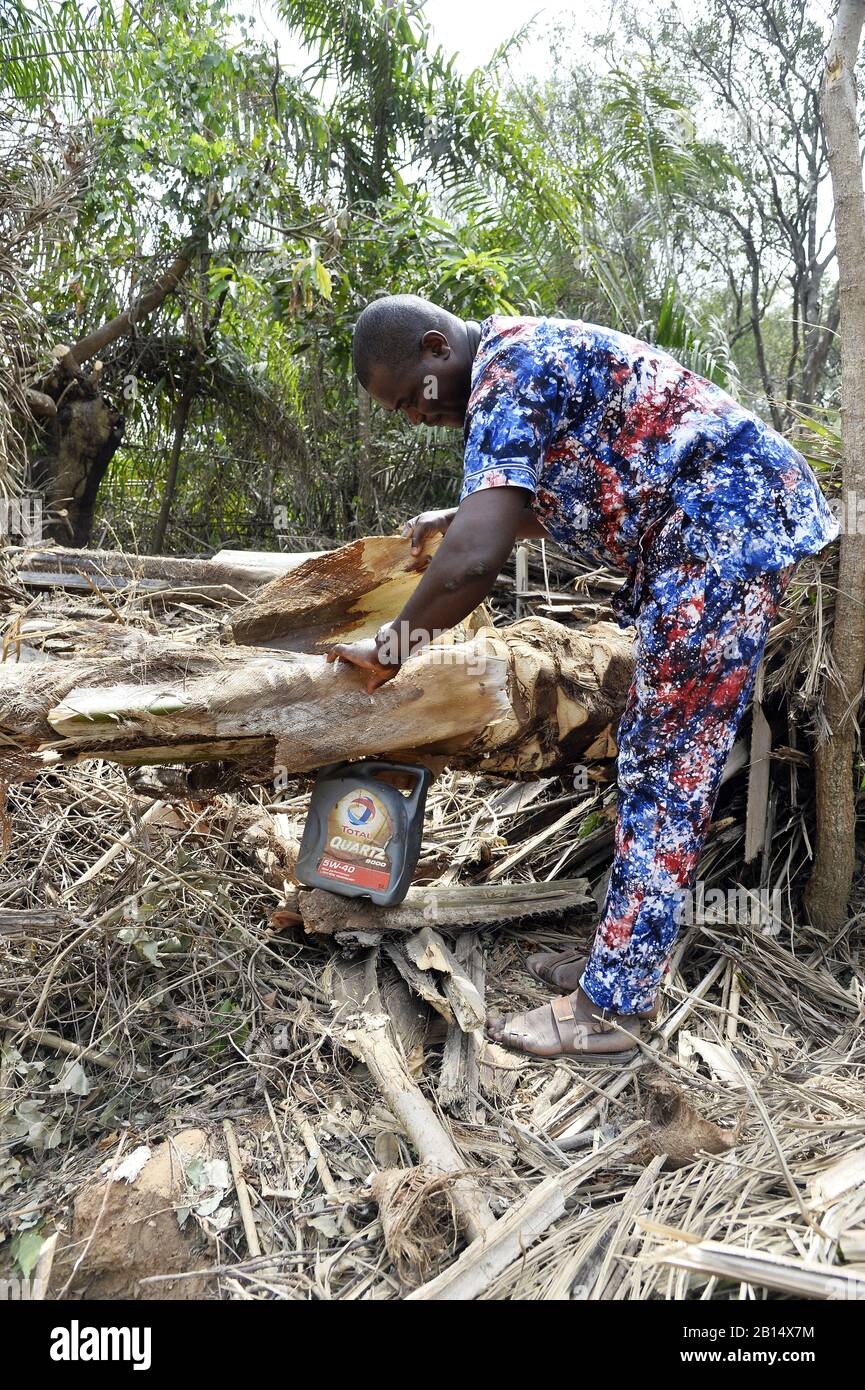 Palm Wine collect Togo West Africa Stock Photo Alamy