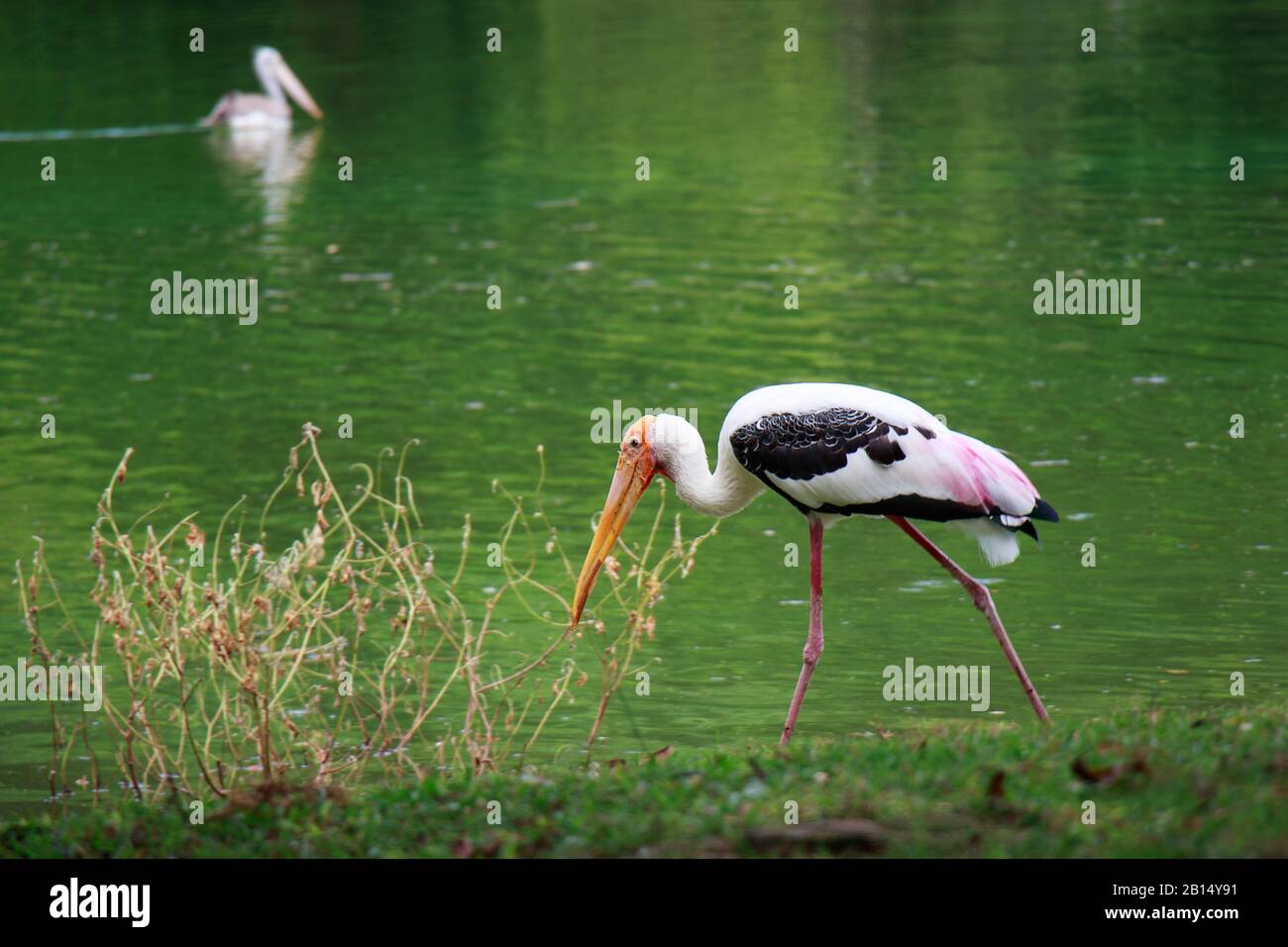 single of pelican catch fish from lake river. Pelican bird wallpaper , background Stock Photo