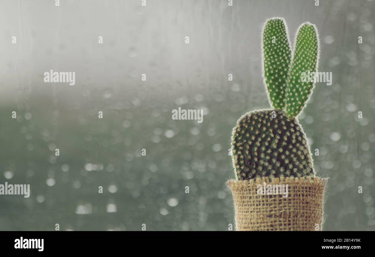 cactus on rainy day window background Stock Photo