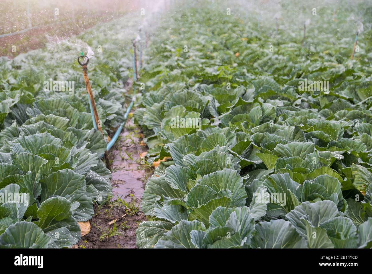 Irrigation vegetable cabbage hires stock photography and images Alamy