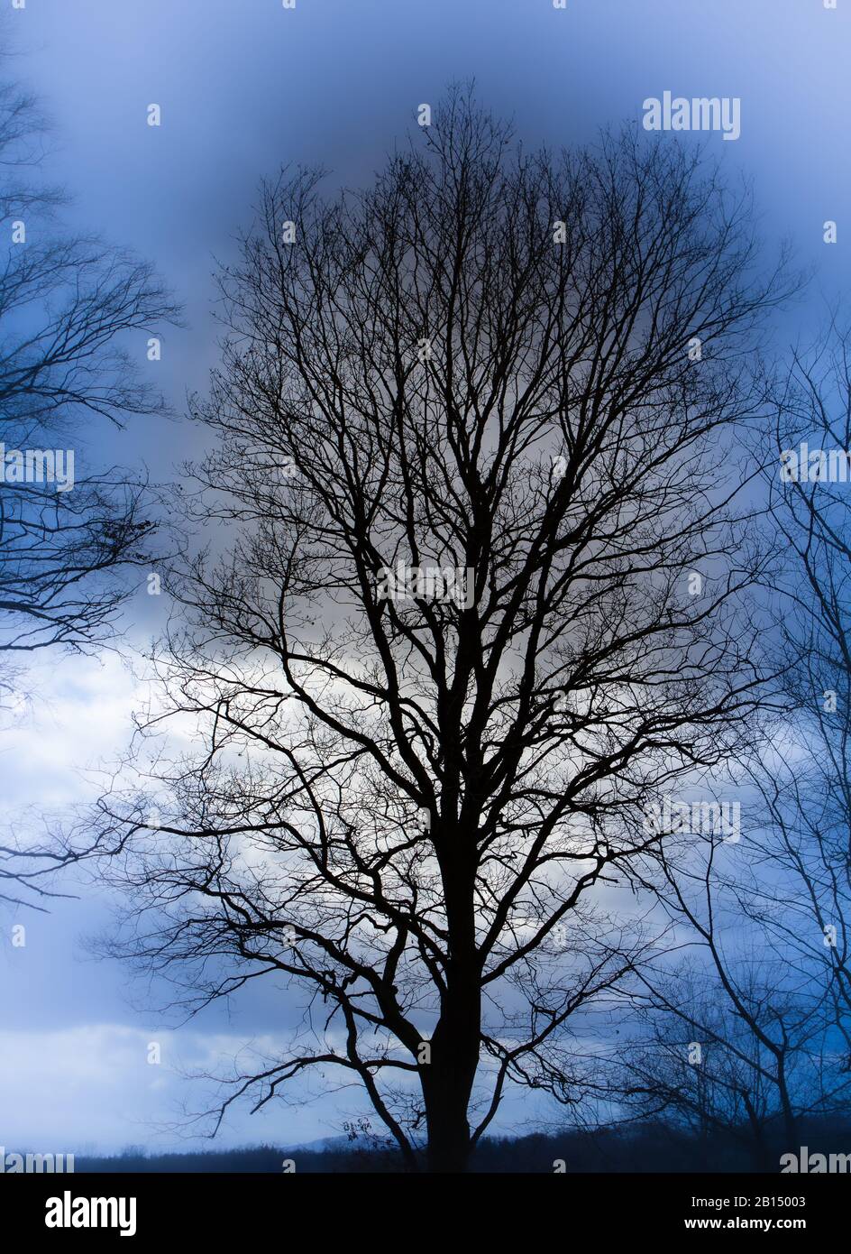 Silhouette of a tree against a blue sky Stock Photo - Alamy