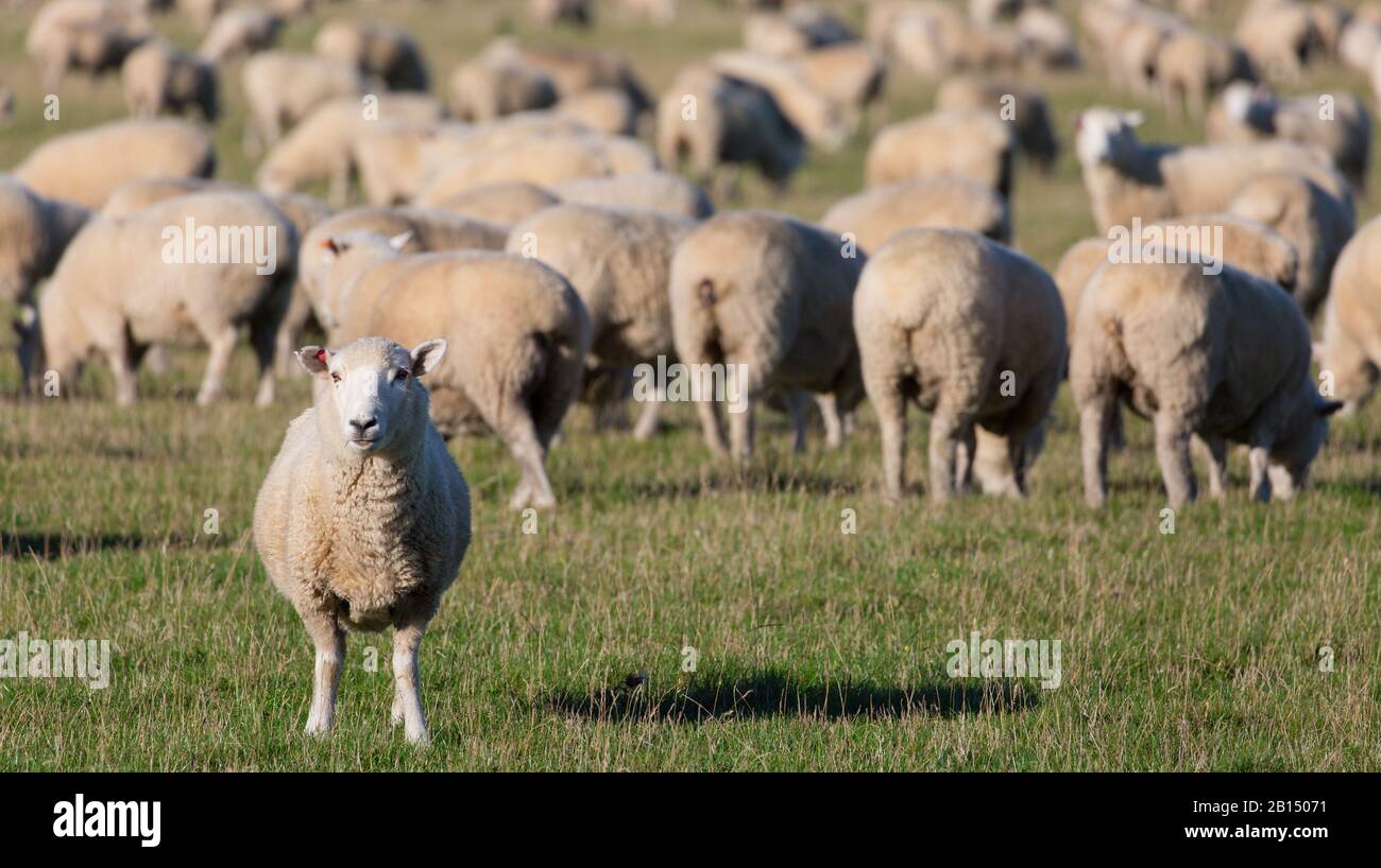 flock of sheep Stock Photo Alamy