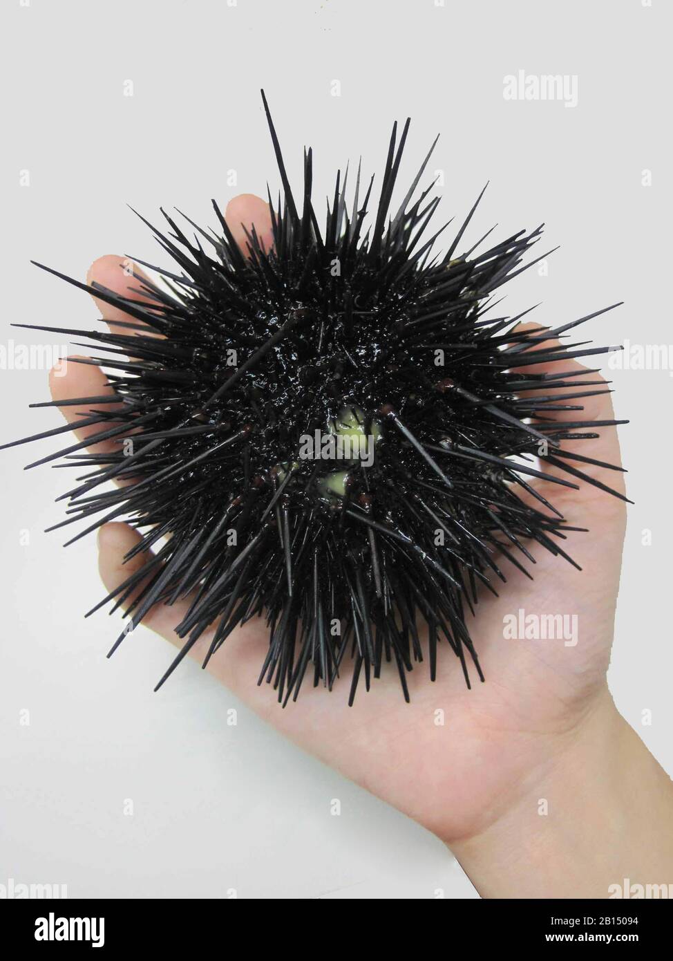 The best uni or sea urchins are said to come from Rishiri and Rebun islands in Hokkaido.  This delicacy is commonly prepeared as sashimi or sushi. Stock Photo