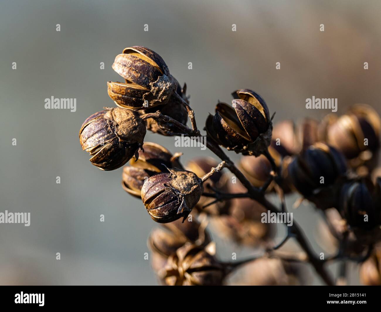Hibiscus seeds hi-res stock photography and images - Alamy