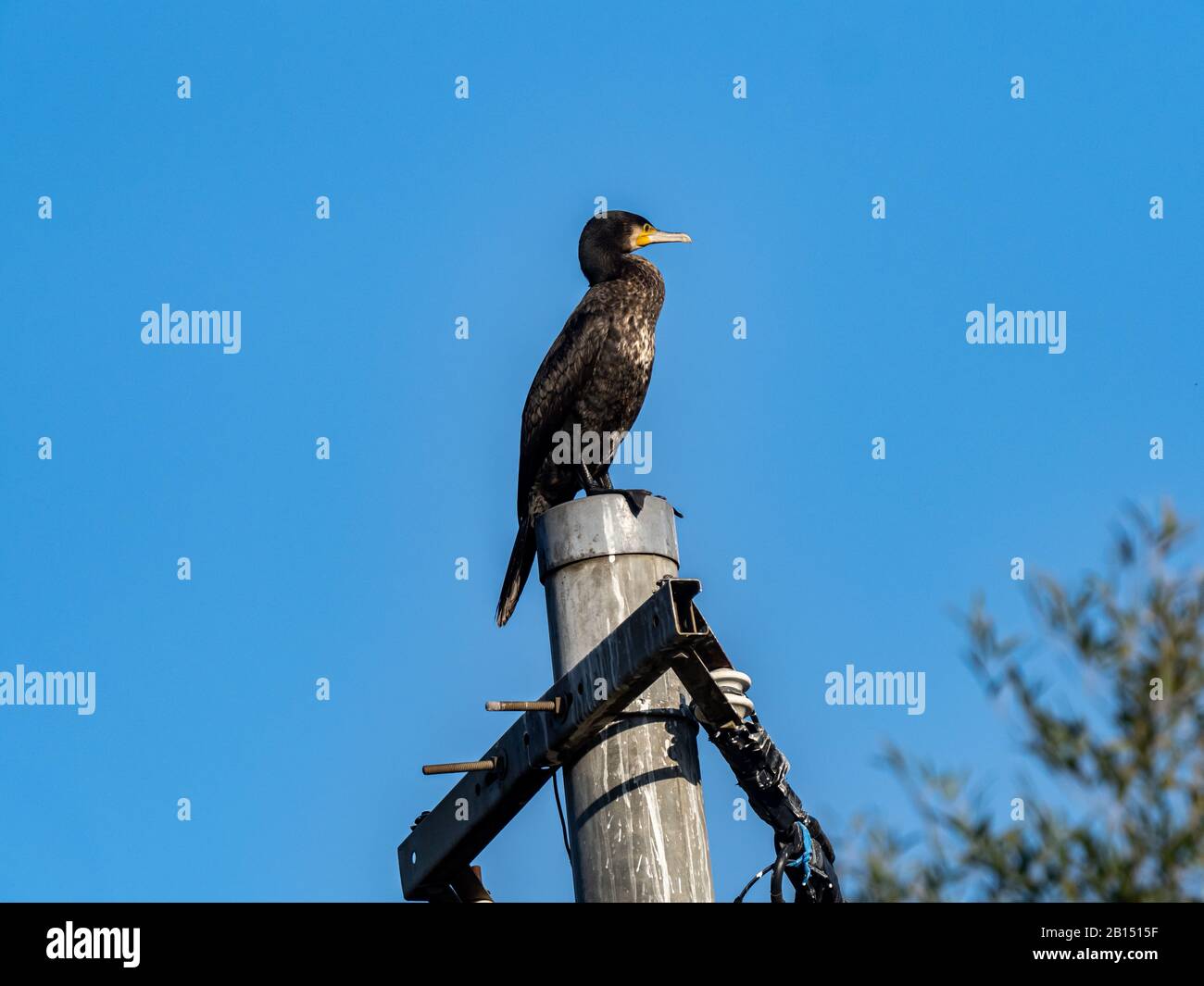 A Black Japanese Cormorant Phalacrocorax Capillatus Perched On Top Of