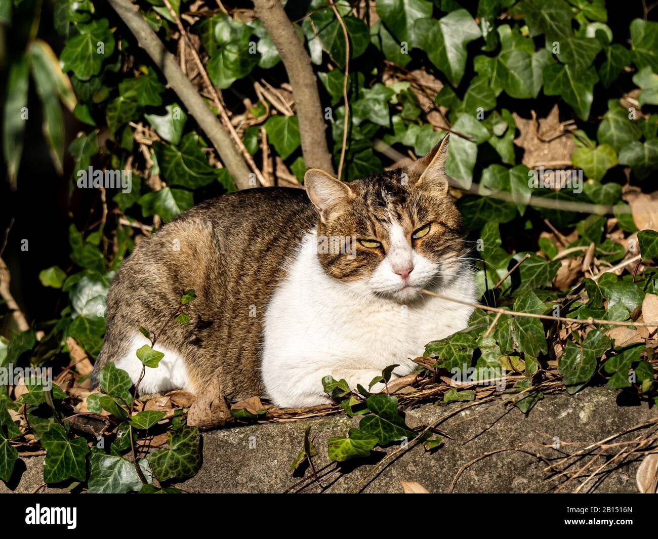 A cute stray farm cat rests on a concrete half wall beside a farmer's field in Yokohama, Japan. Stock Photo