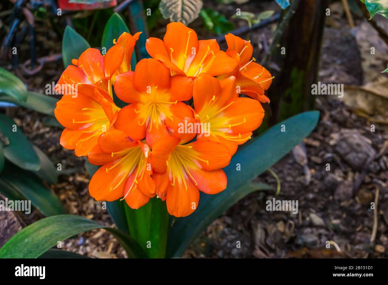 closeup of the blooming flowers of a natal lily, popular tropical flowering plant specie from south Africa Stock Photo