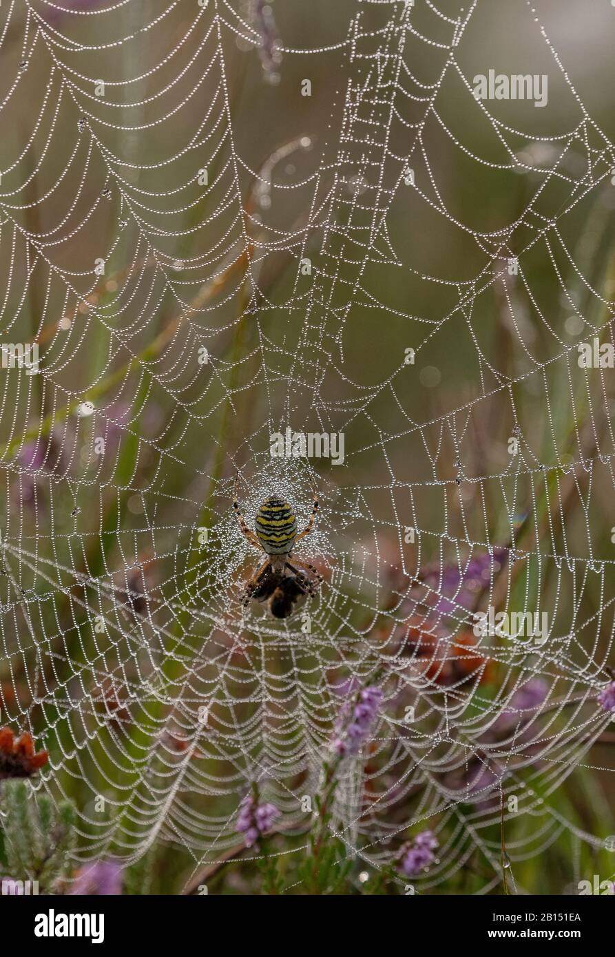Female wasp spider, Argiope bruennichi, on its orb-web on a dewy early morning. Stock Photo