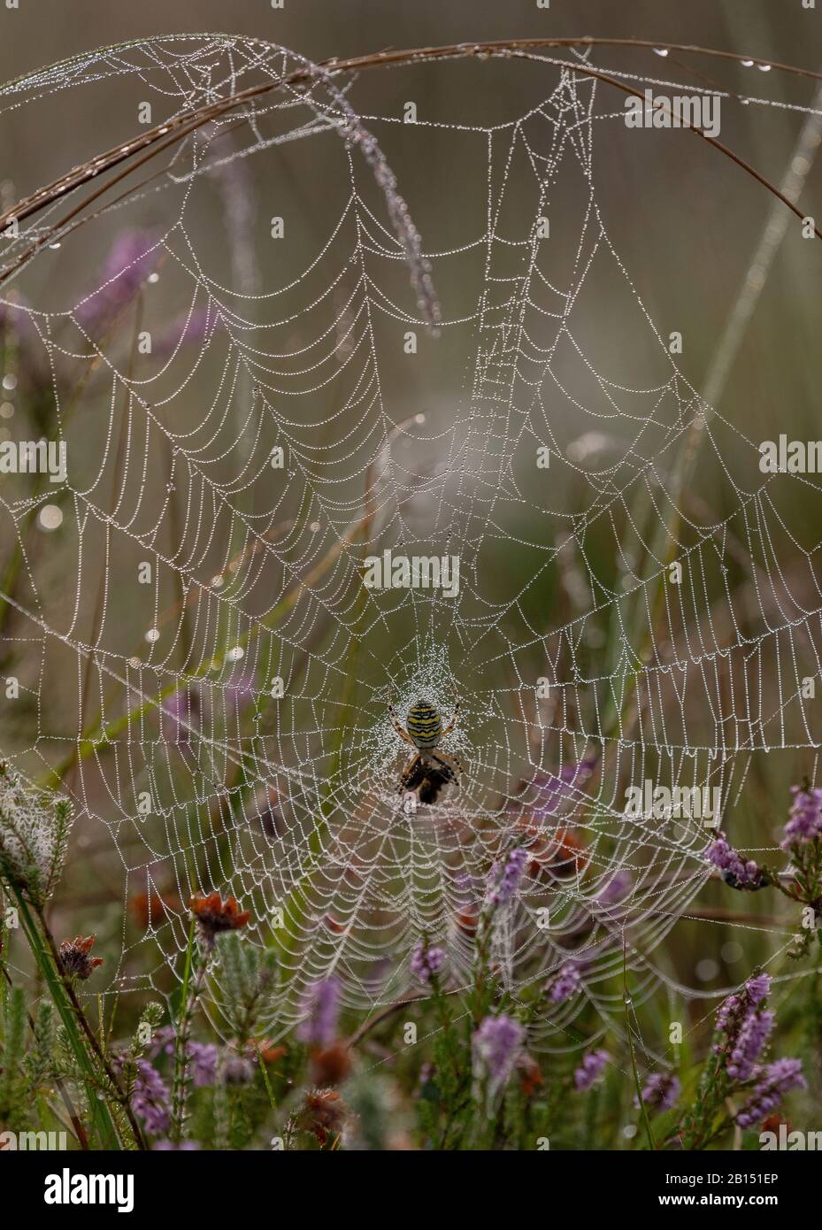 Female wasp spider, Argiope bruennichi, on its orb-web on a dewy early morning. Stock Photo