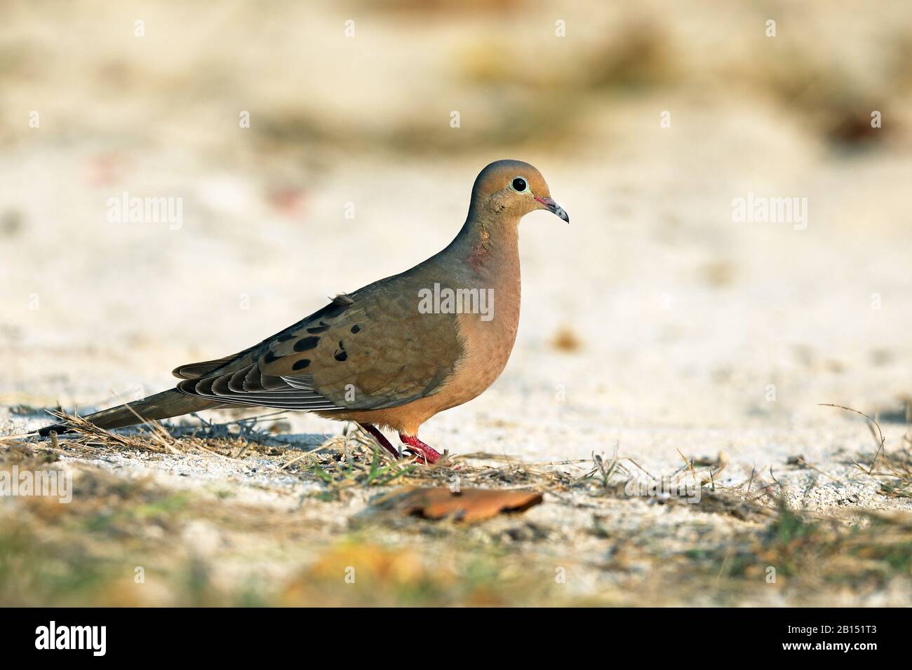 mourning dove (Zenaida macroura), stands on the ground, Cuba, Casilda Stock Photo