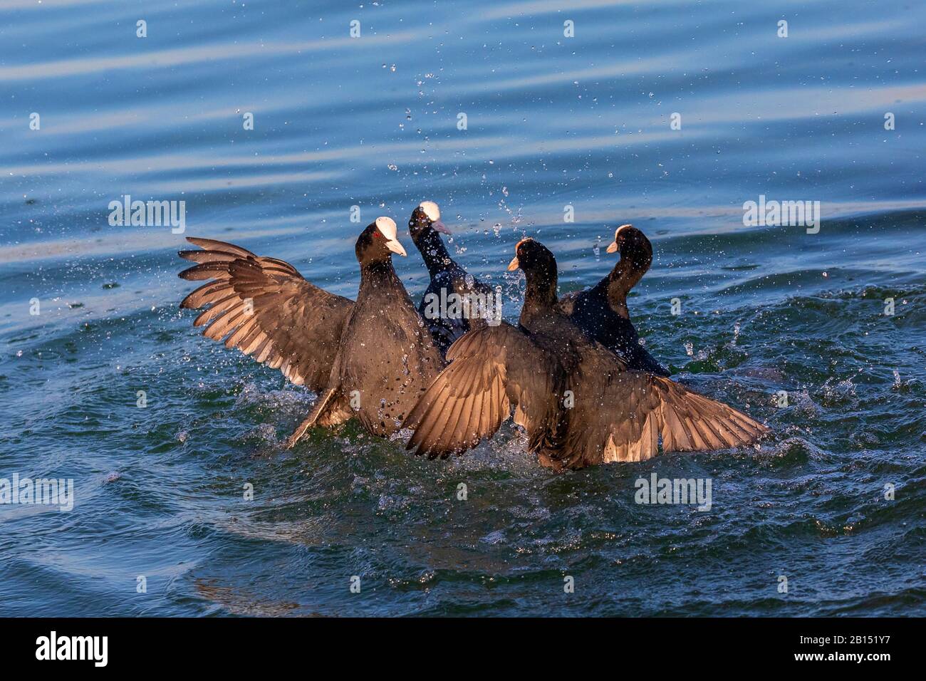 black coot (Fulica atra), two rivalling pairs, fighting for a breeding territory, Germany, Bavaria Stock Photo