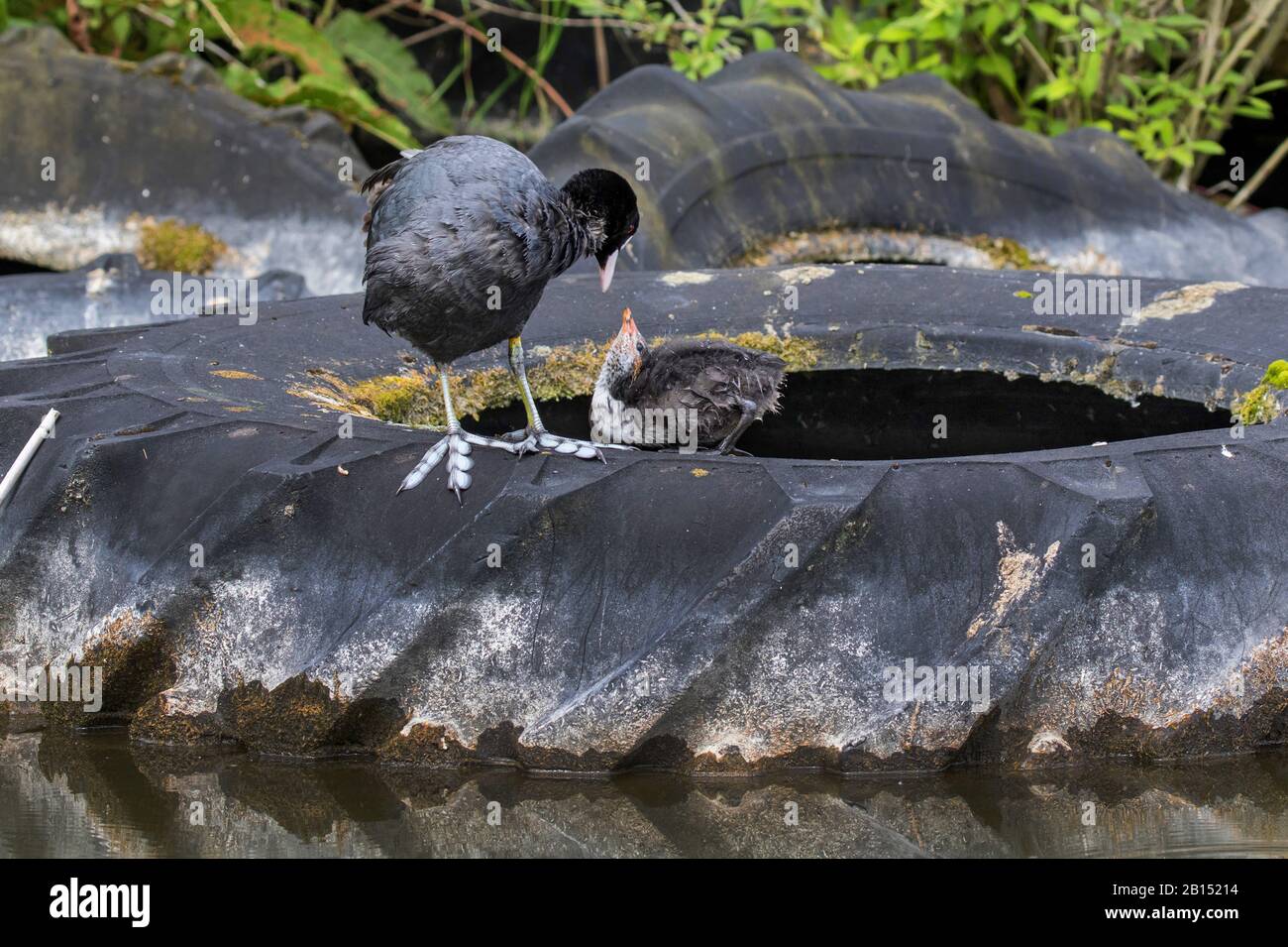 black coot (Fulica atra), with begging fledgling on an old tractor tyre, Germany, Mecklenburg-Western Pomerania Stock Photo