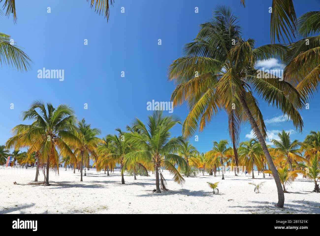 palm beach Cayo Largo Playa Marina, Cuba, Cuba, Cayo Largo Stock Photo