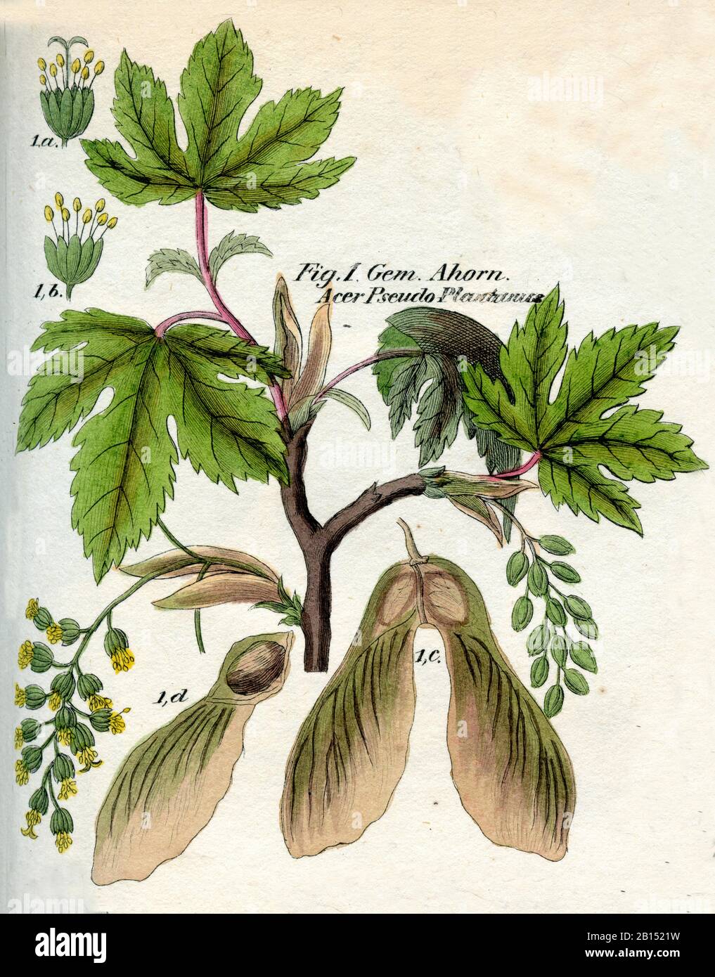 sycamore, Acer pseudoplatanus, Bergahorn, érable sycomore,  (botany book, 1850) Stock Photo