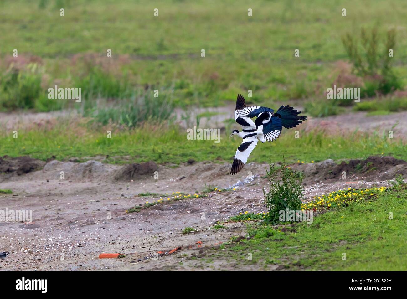black-billed magpie (Pica pica), hunting an avocet chick, Netherlands, Texel, NSG Dijkmanshuizen Stock Photo