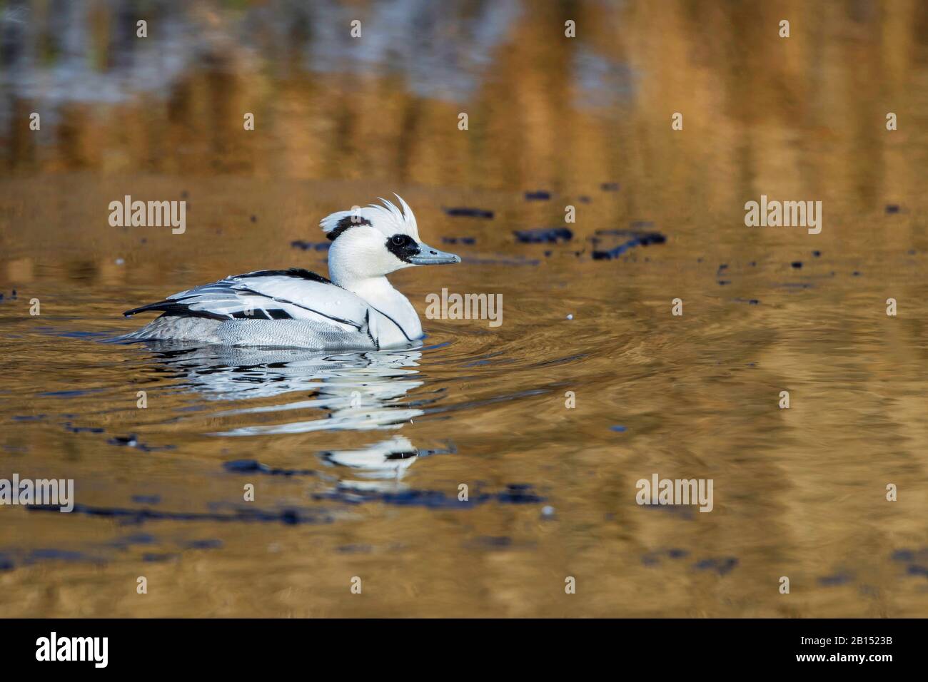 smew (Mergellus albellus, Mergus albellus), male on icy water, Germany, Mecklenburg-Western Pomerania Stock Photo