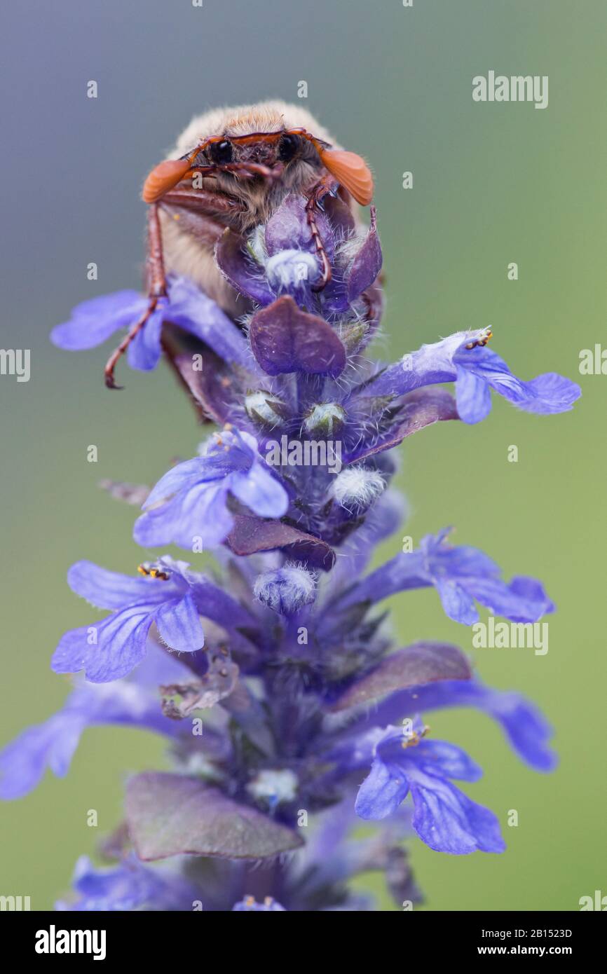 Common cockchafer, Maybug, Maybeetle (Melolontha melolontha), on bugle, Ajuga reptans, Netherlands Stock Photo