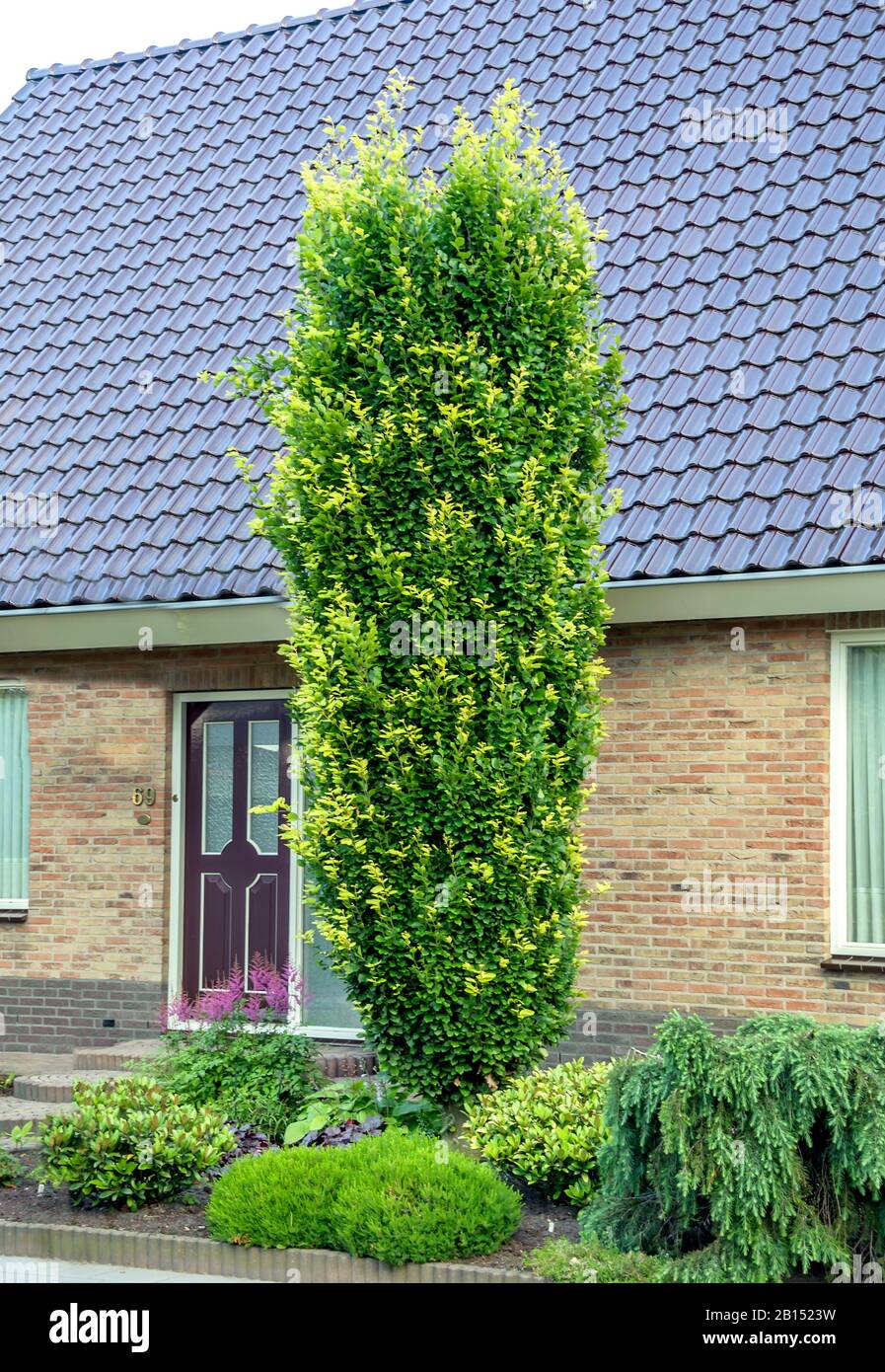 common beech (Fagus sylvatica 'Dawyck', Fagus sylvatica Dawyck), cultivar Dawyck, Netherlands Stock Photo