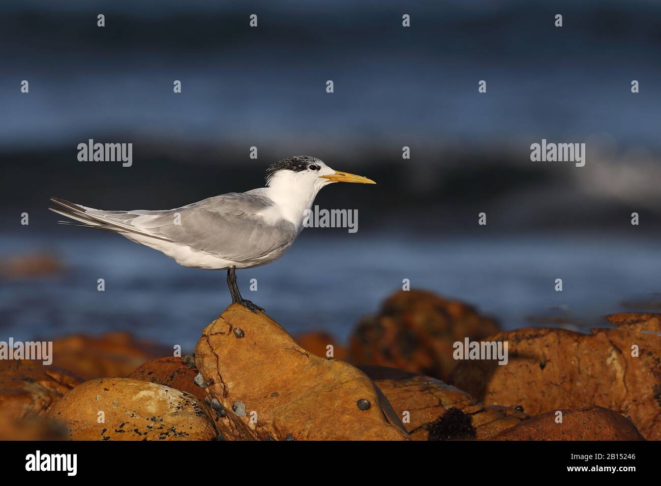 greater crested tern (Thalasseus bergii, Sterna bergii), on a stone on the beach, side view, South Africa, Cape Recife Nature Reserve Stock Photo
