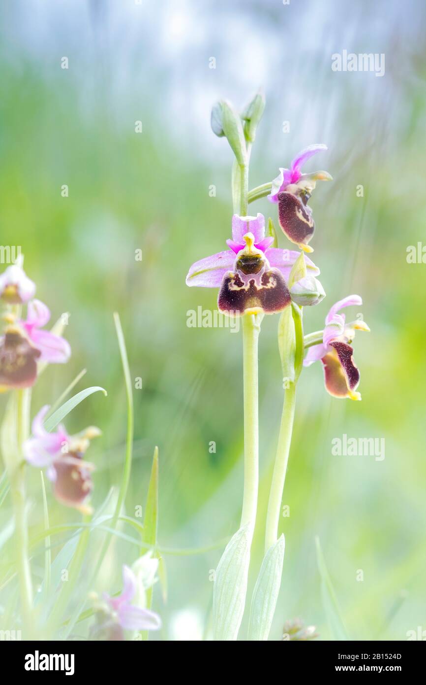 later spider orchid (Ophrys holoserica, Ophrys holosericea, Ophrys fuciflora), blooming, Belgium Stock Photo
