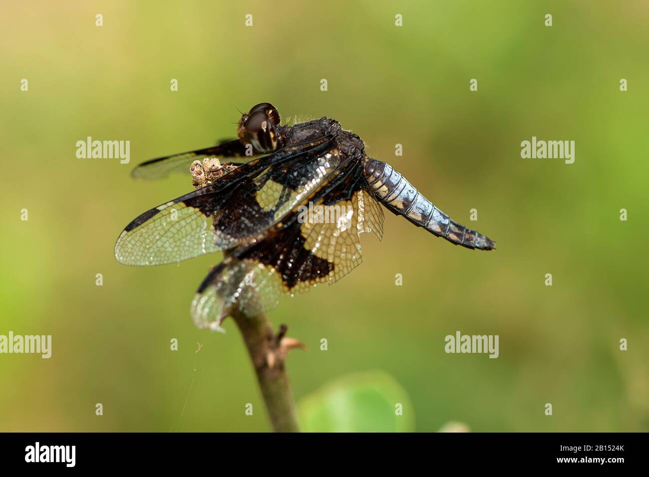 Male widow skimmer dragonfly hi-res stock photography and images - Alamy