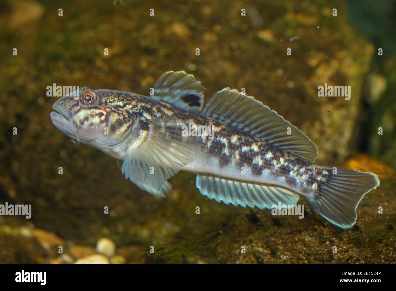 round goby (Neogobius melanostomus), swimming male, side view Stock Photo