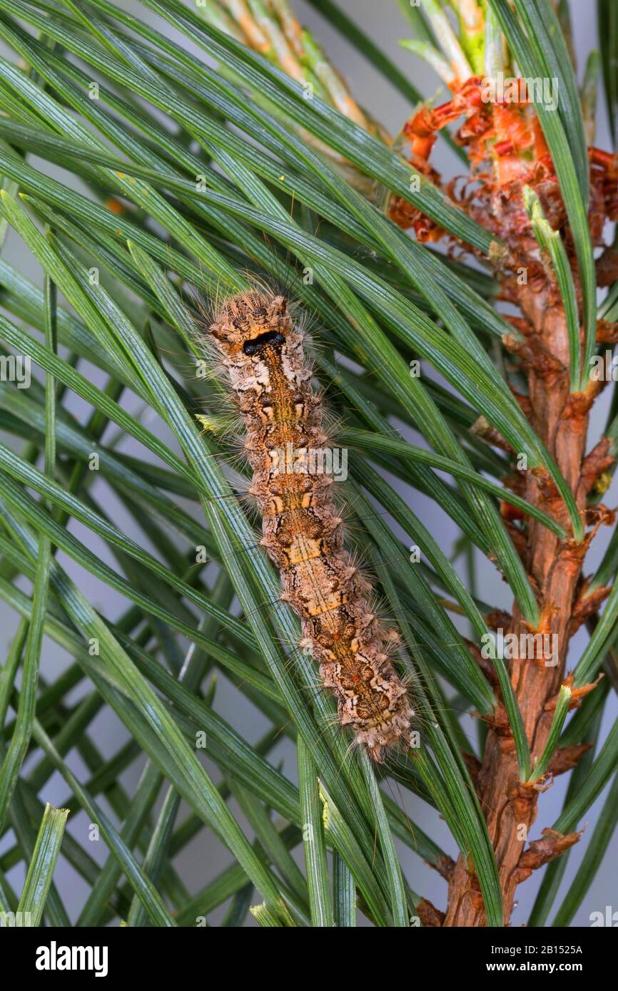 black arches (Lymantria monacha), caterpillar feeds on pine, Germany Stock Photo
