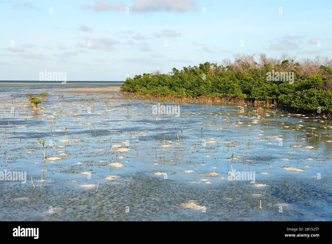 Stilt-rooted Mangroves, Spotted-leaved Red Mangrove, Red Mangrove (Rhizophora stylosa), Mangrove at the coast of Cayo Guillermo, Cuba, Cuba, Cayo Guillermo Stock Photo