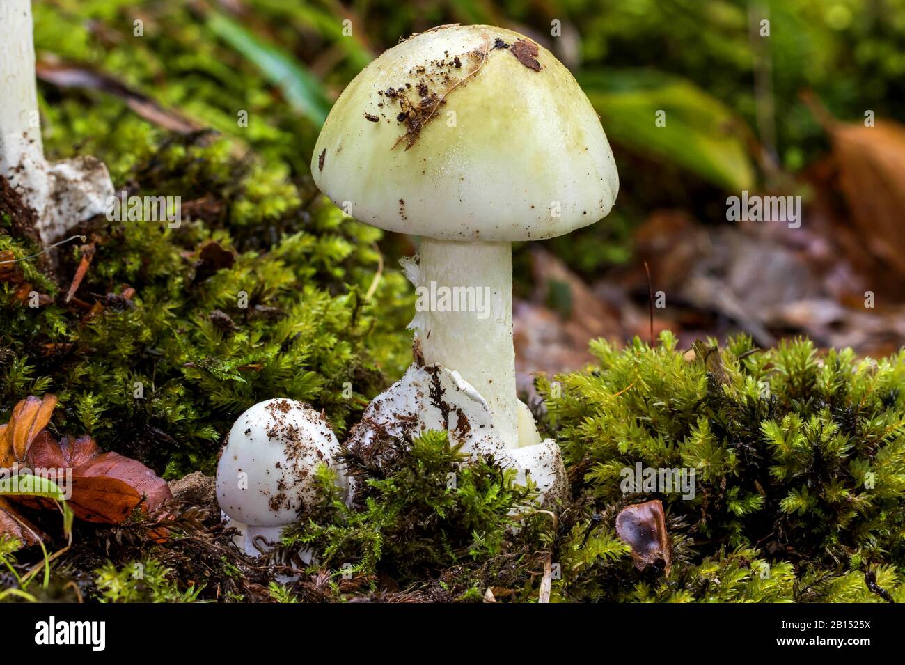 Death Cap Mushroom Hi res Stock Photography And Images Alamy Death Cap Mushroom Hi res Stock Photography And Images Alamy