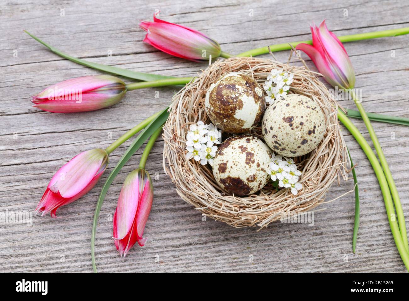 European plum (Prunus domestica), nest with eggs of quails and flowers of plum and tulips, easter decoration, Switzerland Stock Photo