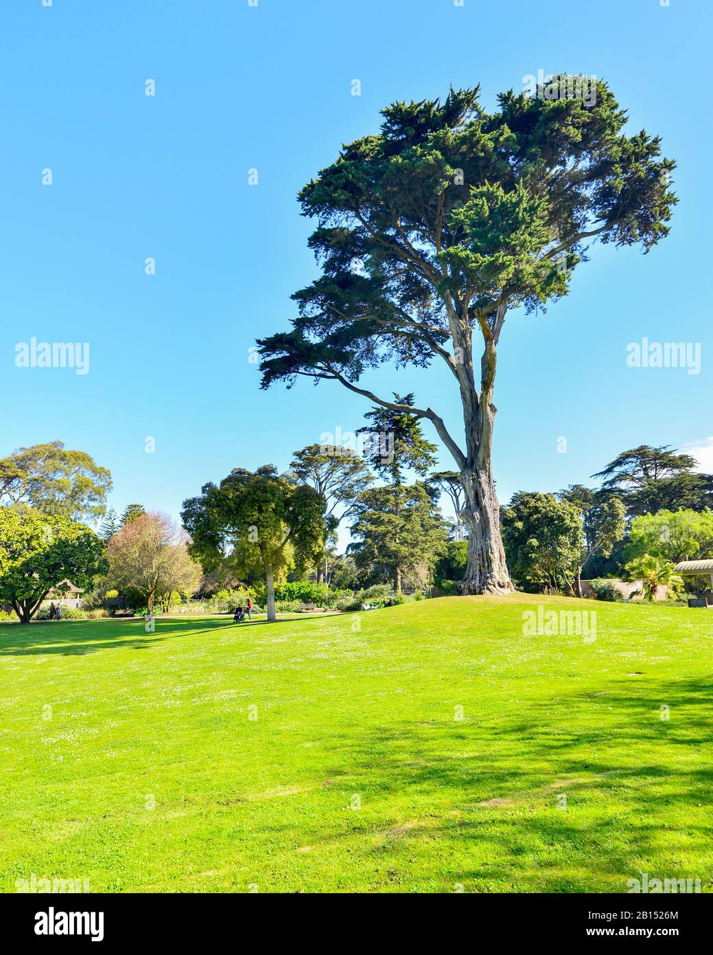 San Francisco Botanical Gardens, San Francisco, California, USA. Stock Photo